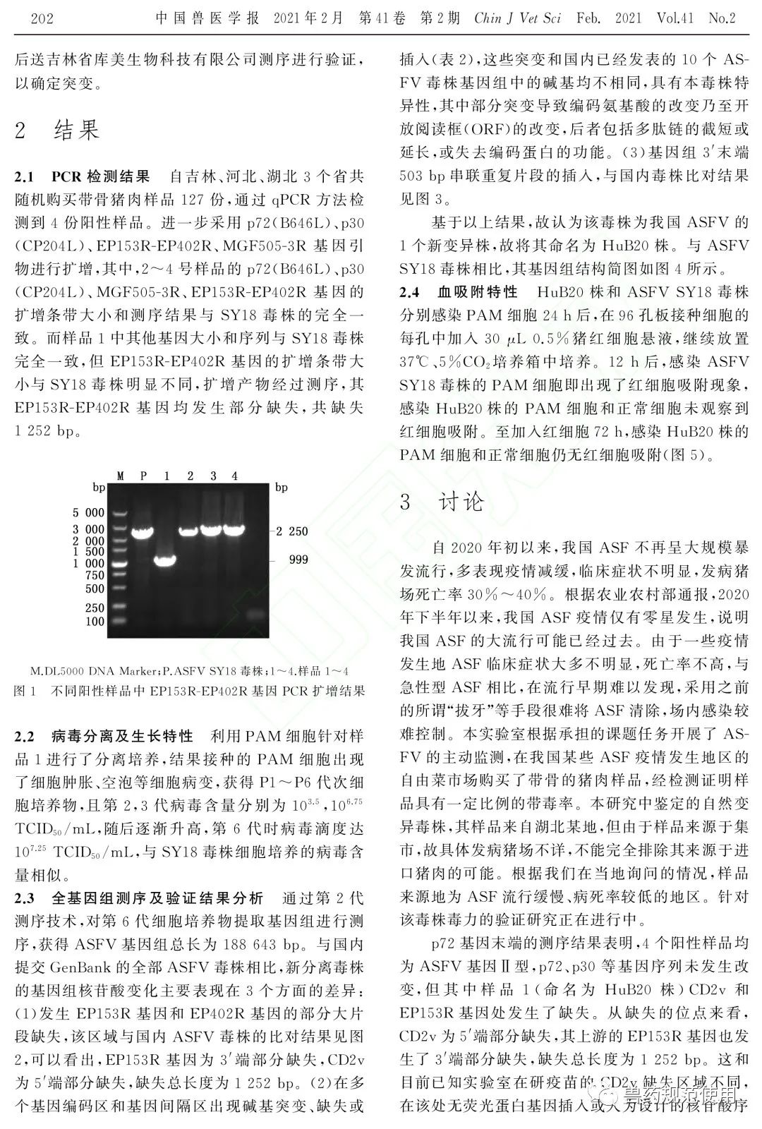 军科院研究论文:已鉴定出1株非洲猪瘟病毒自然变异毒株