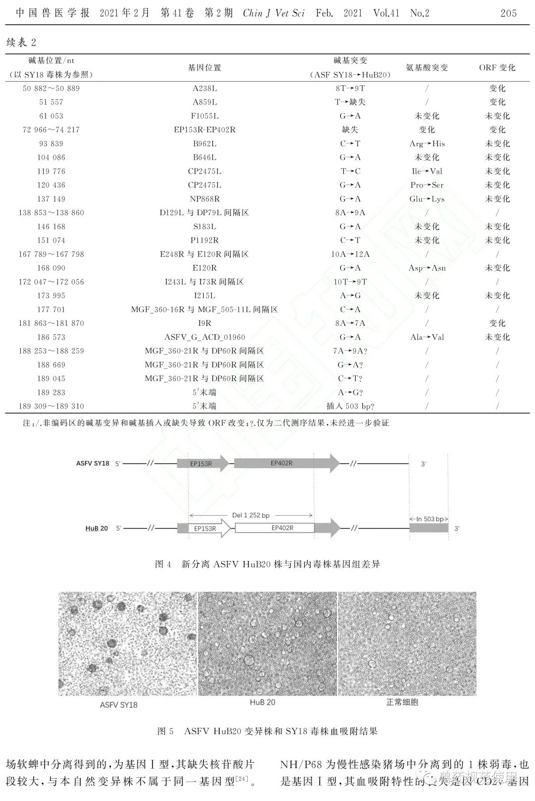 军科院研究论文:已鉴定出1株非洲猪瘟病毒自然变异毒株