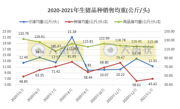 金新农1月生猪销量环比下降近半