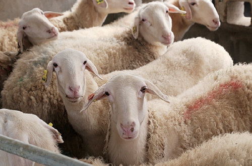 浙江湖羊种质优势化为经济优势