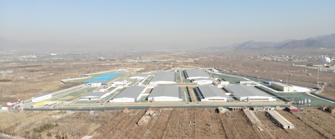 农业农村部部长唐仁健莅临大伟嘉平谷原种猪全基因组育种基地调研指导