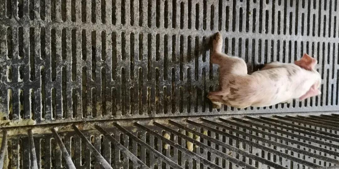 病毒性腹泻防控知多少?