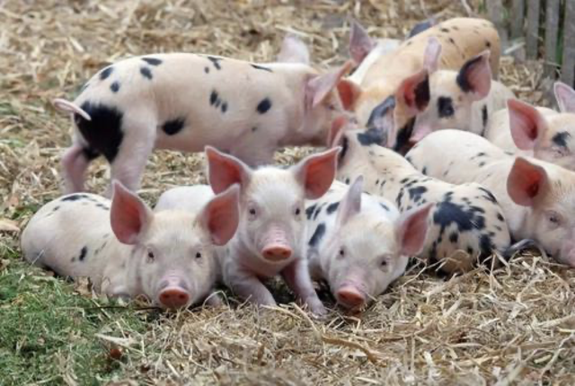 非洲猪瘟3年，猪肉价格从暴涨到“探底”