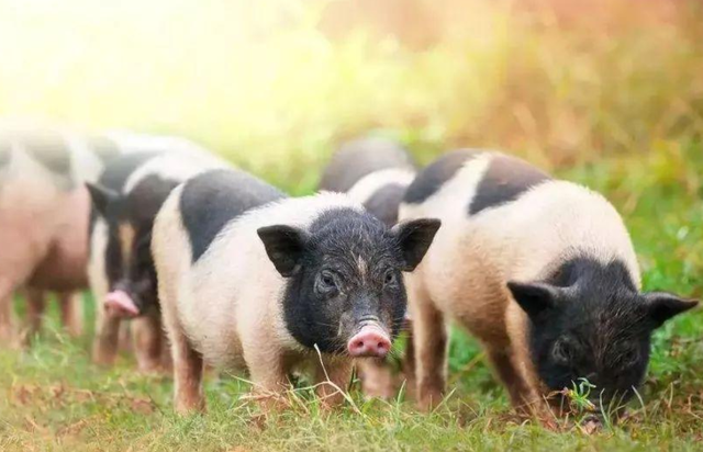 生猪存栏目标1300万头，江苏省2021年畜禽稳产保供行动方案