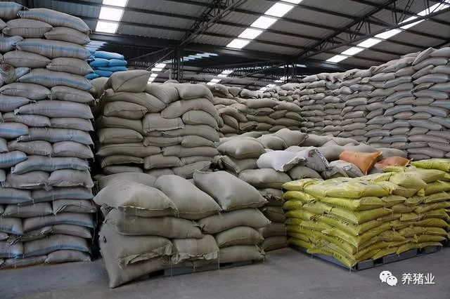 实验:把非瘟病毒接种在饲料厂,能污染饲料并进行传播吗?