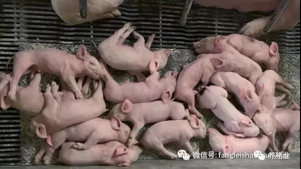 哺乳母猪饲喂经验分享：PSY可高达36头！