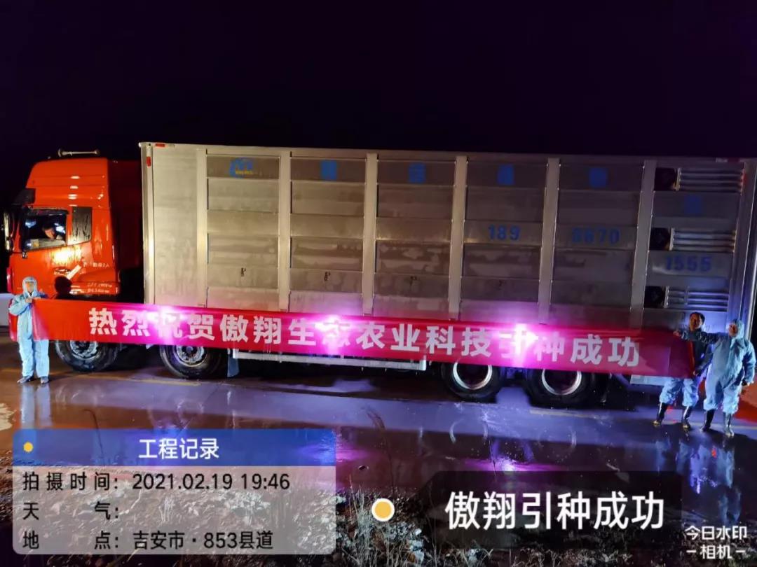 永新傲翔成功引进5000头种母猪，为傲农养猪产业永吉片区添新彩