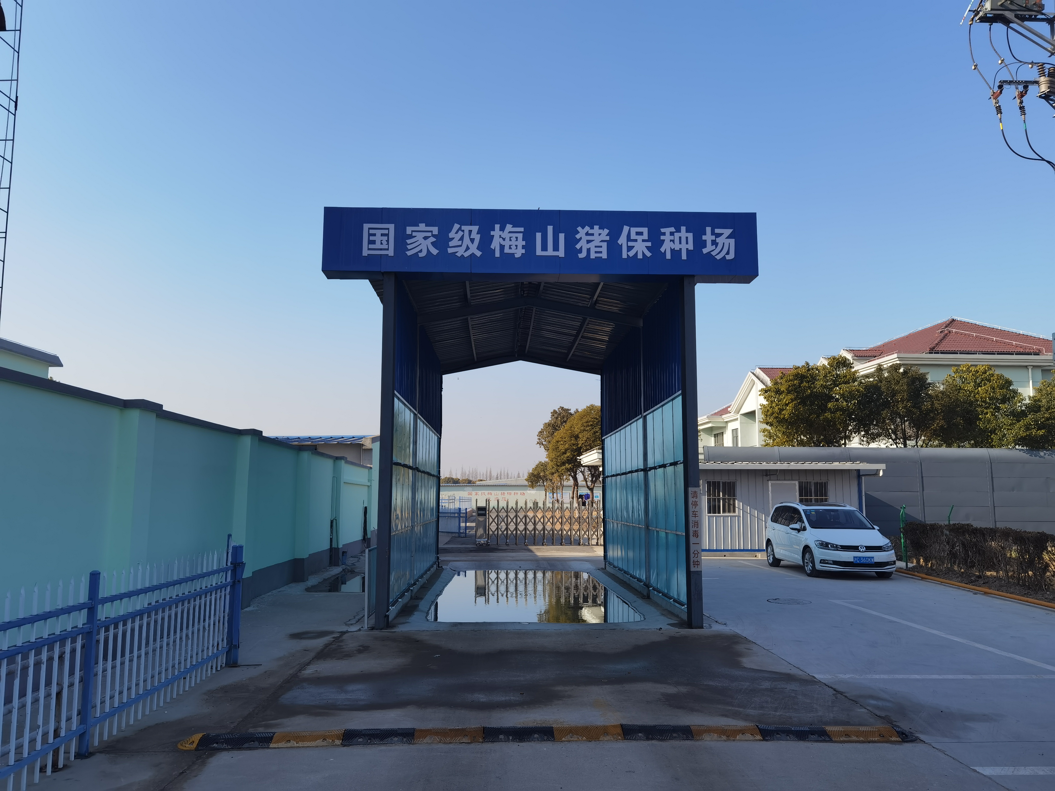 梅山猪场选育后备母猪“国宝猪”,数量又将增加