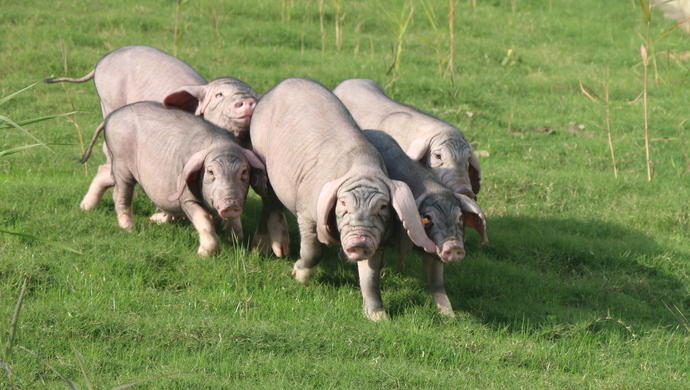 三伏天即将来临，高温天气下，养猪要注意什么？