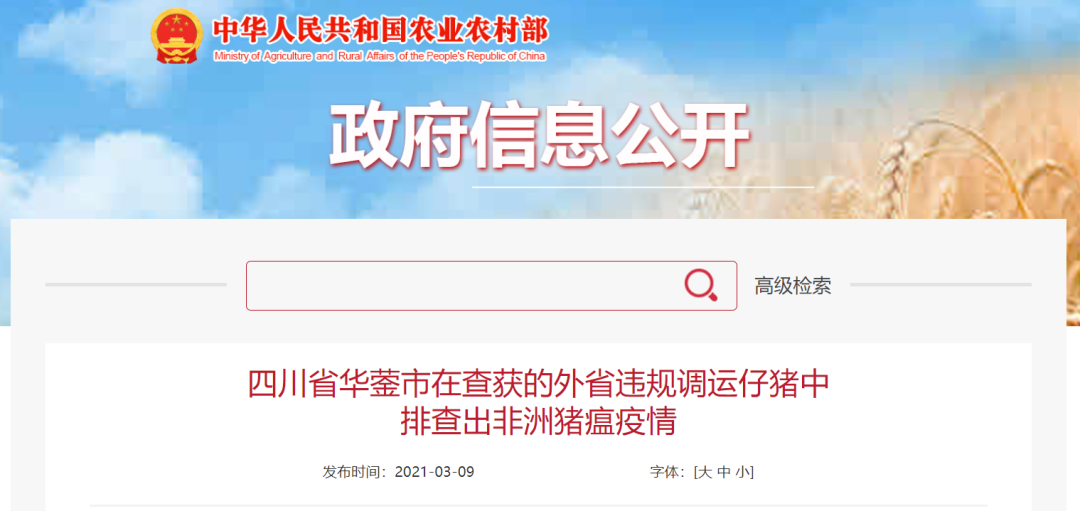 最新消息!四川全面禁止从省外违规调运生猪,种猪、仔猪跨省调运要隔离21天
