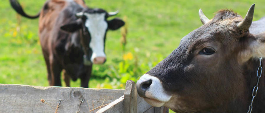 吉林省首笔牛只投毒保险在四平市铁东区签出，助力肉牛产业做大做强