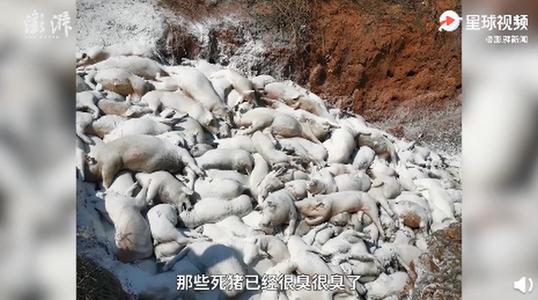 养猪场的死猪到哪里去了？