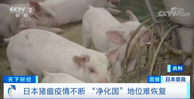 时隔60年，日本奈良养猪场出现猪瘟！