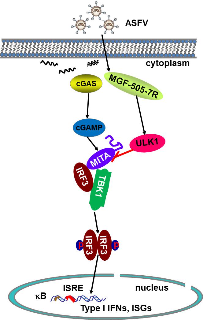 科学家揭示非洲猪瘟病毒抑制宿主天然免疫的分子机制