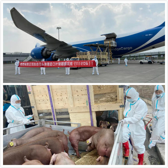 2021.4.30-今日猪价继续下跌,内蒙发生1起非洲猪瘟疫情,正邦从国外引进种猪11120头,上市猪企1季度业绩出炉