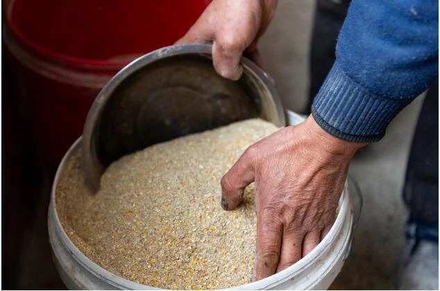 一大批饲料企业宣布降价，大豆价格两周回落近600元/吨