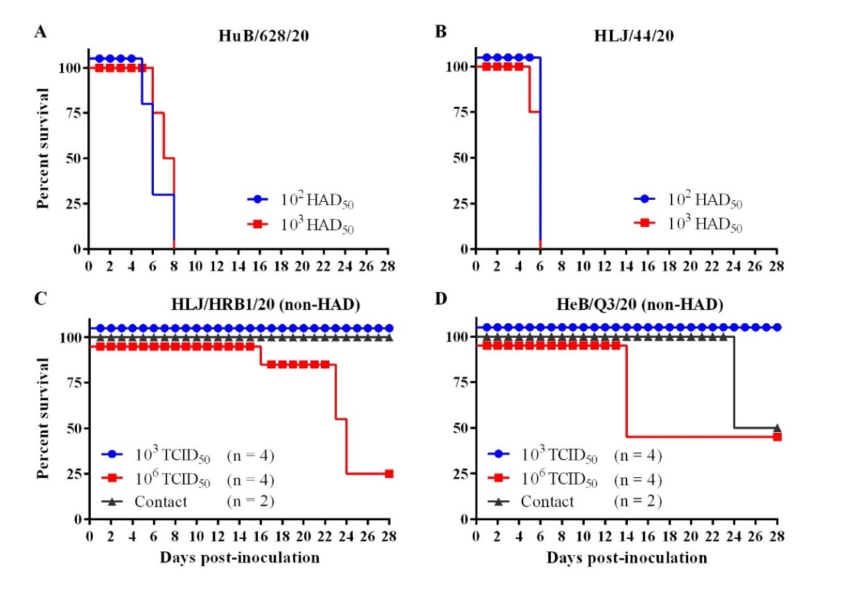 我国田间发现低致死率非洲猪瘟基因II型自然变异流行株