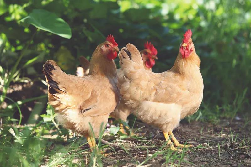 我国首台种鸡性能智能测定系统投入应用