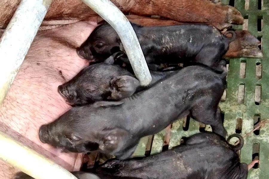 2021.5.27-今日猪价再创新低，广东、江西和山东多地再现拆猪场，广东培育出首例克隆粤东黑猪，1季度猪肉合格率达98.9%