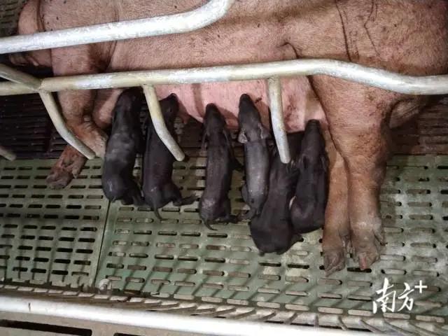 温氏和华农联手,广东首例克隆粤东黑猪诞生,保护濒危地方猪种