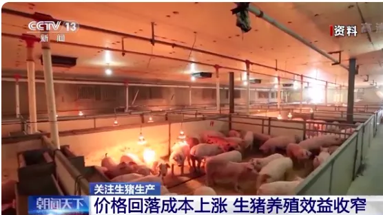 农业农村部:能繁母猪存栏连续19个月增长,猪粮比或退出生猪养殖盈利评判指标