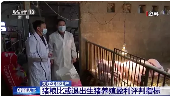 农业农村部:能繁母猪存栏连续19个月增长,猪粮比或退出生猪养殖盈利评判指标