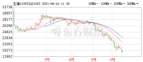 2021.6.16-今日猪价东北止跌上涨，仔猪价格连跌12周跌破30元/斤，玉米价格再创新高，27家猪企在广东规划产能5000万头