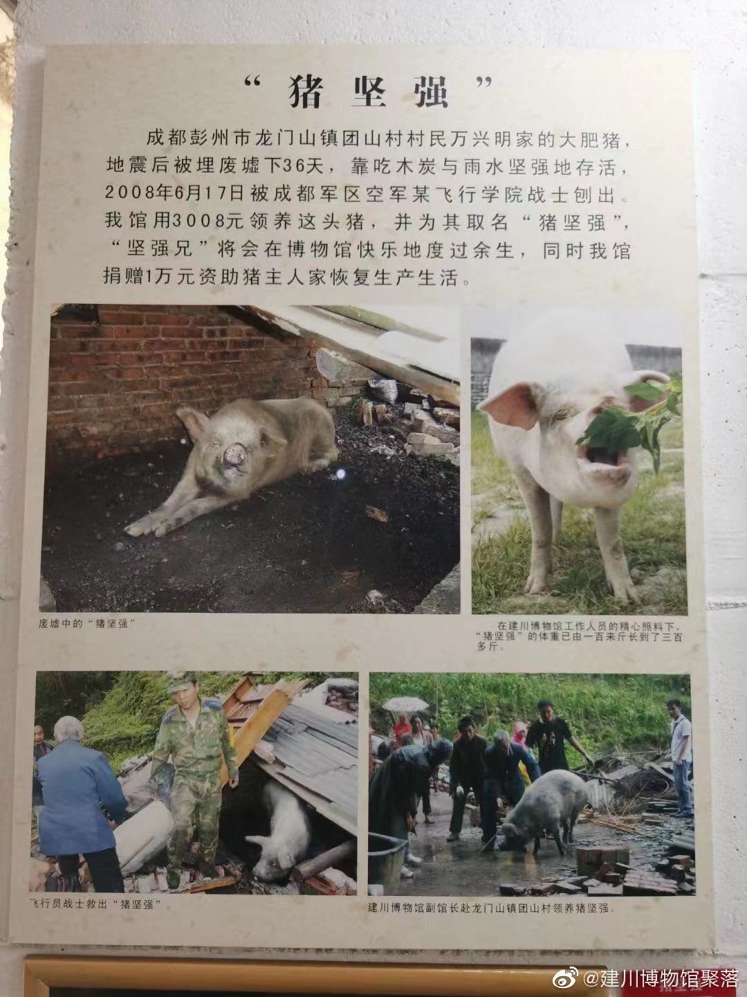 经历过512汶川大地震的百岁“猪坚强”去世