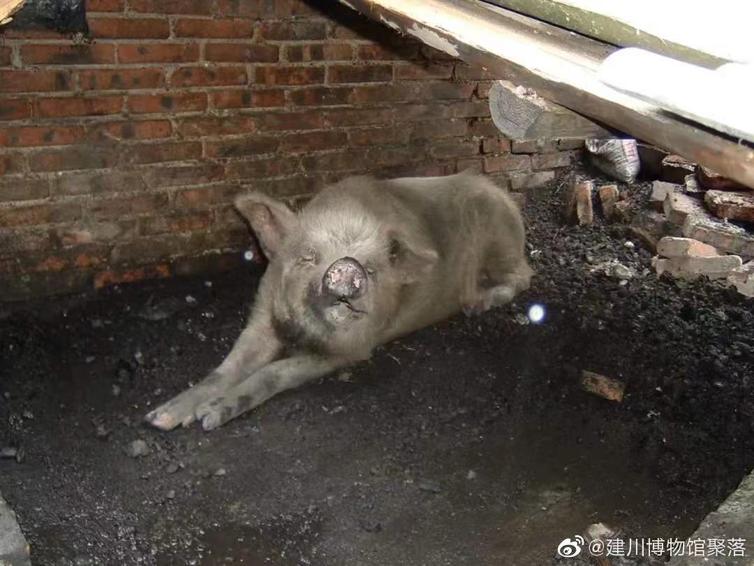 经历过512汶川大地震的百岁“猪坚强”去世