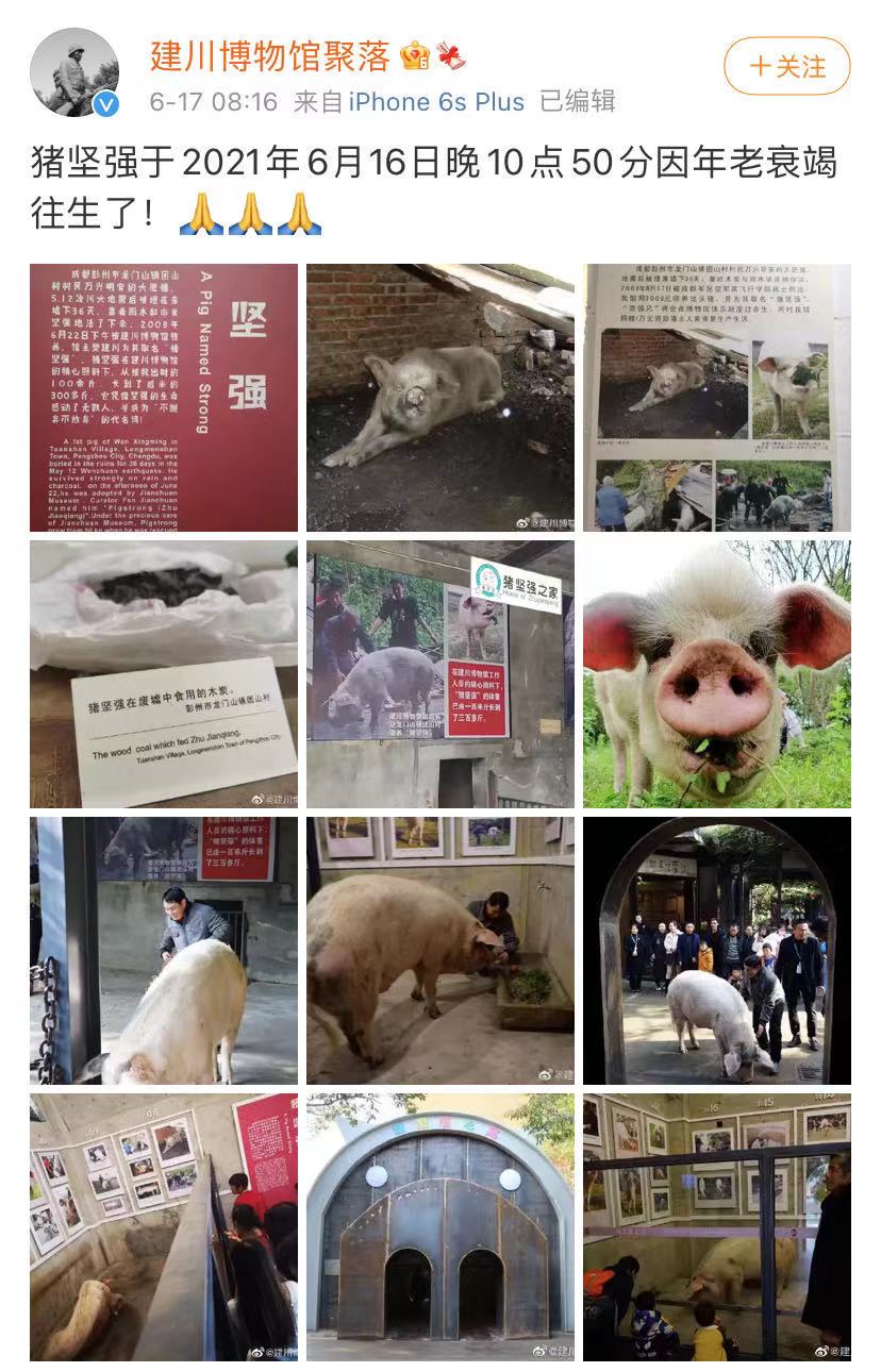 经历过512汶川大地震的百岁“猪坚强”去世