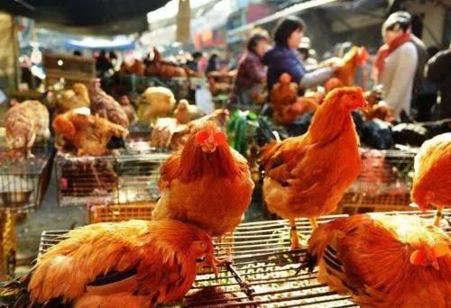 上海将逐步取消市场活禽交易