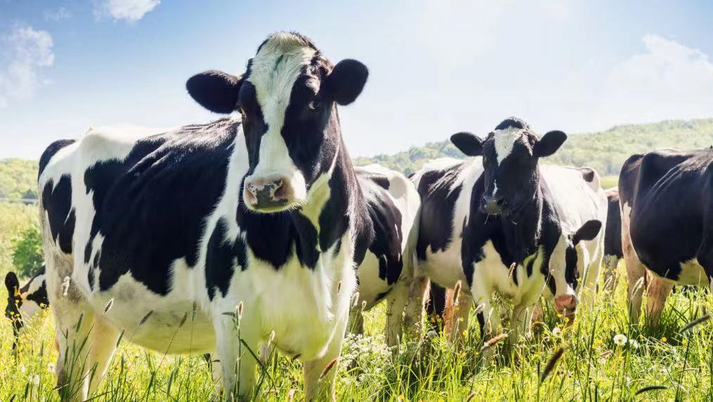 全国奶牛遗传改良计划（2021-2035年）