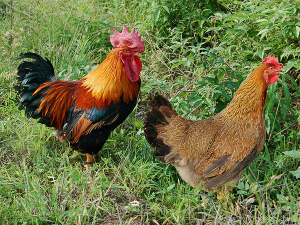 广东天农食品：打造种源纯正的清远麻鸡品牌