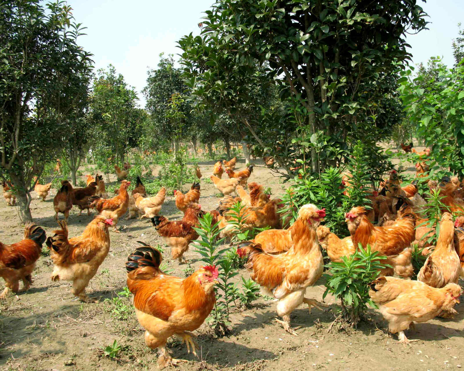 北京油鸡回京记：唯一地方鸡品种，曾是宫廷贡品_保种_平谷区_资源