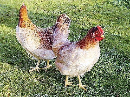 海南（潭牛）文昌鸡股份有限公司：海南文昌鸡扩产能提影响