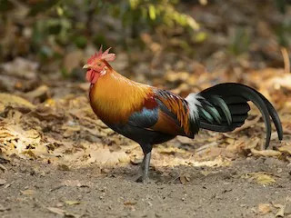 肉鸡种业的昨天、今天和明天