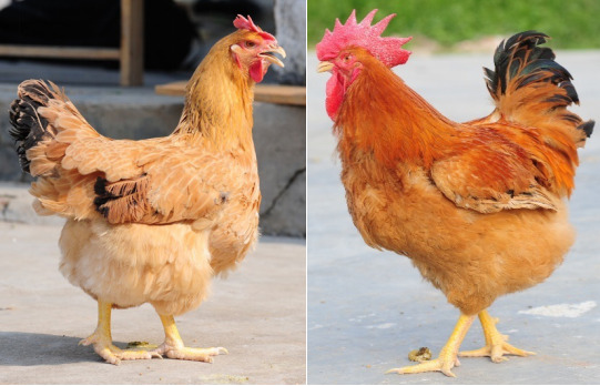 肉鸡种业的昨天、今天和明天