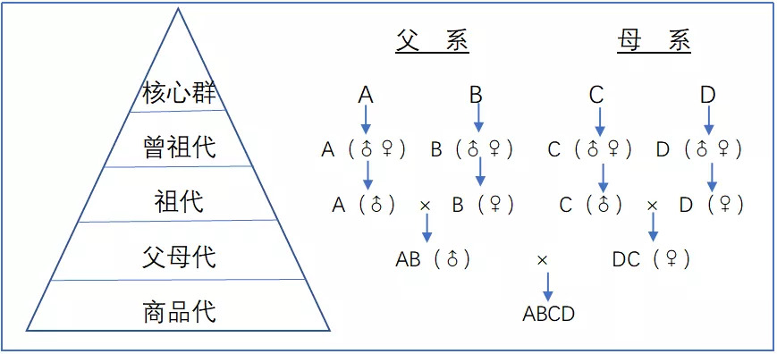 肉鸡种业的昨天、今天和明天