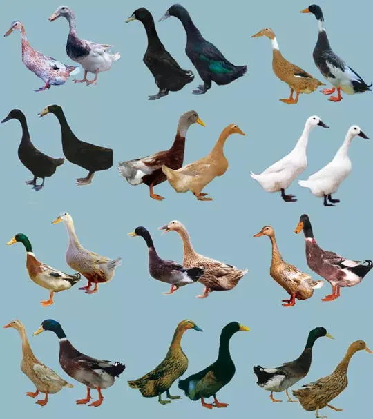 肉鸭种业的昨天、今天和明天