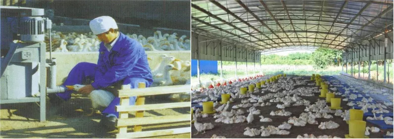 肉鸭种业的昨天、今天和明天