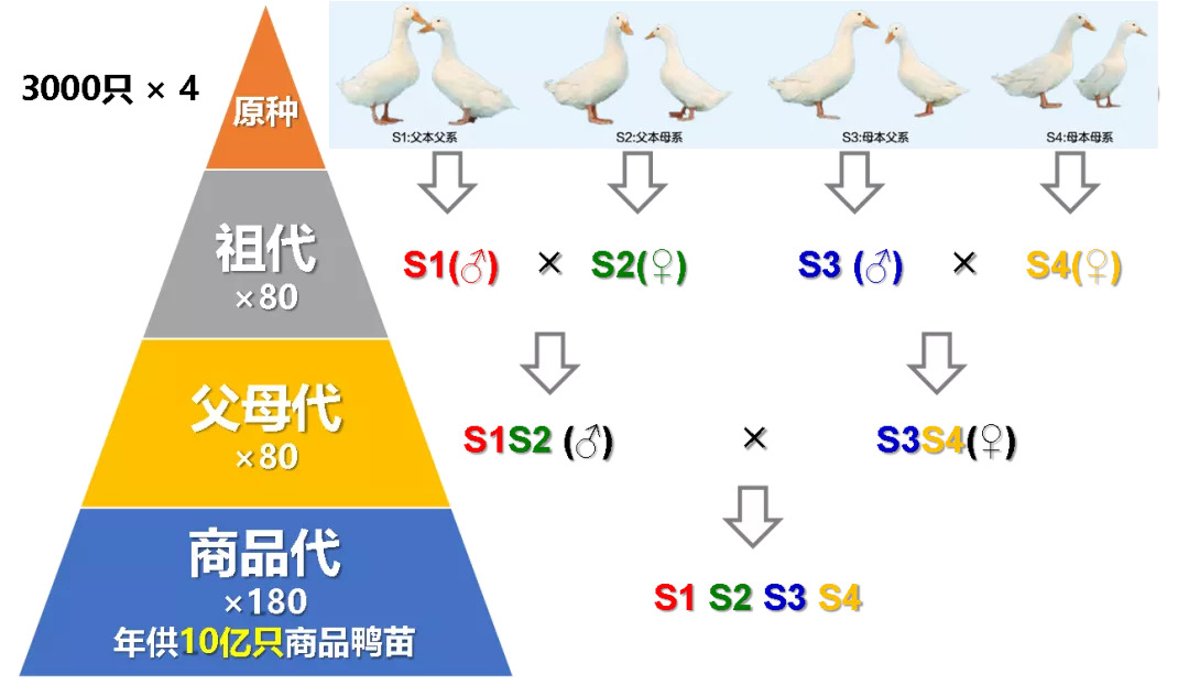 肉鸭种业的昨天、今天和明天