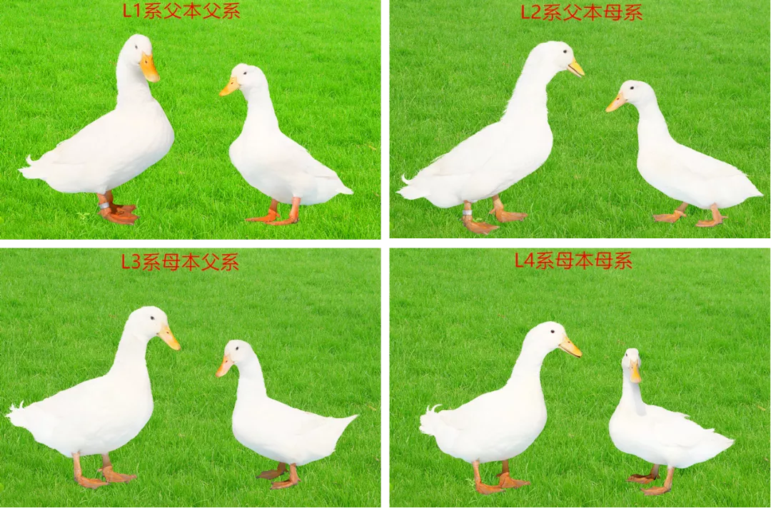 肉鸭种业的昨天、今天和明天