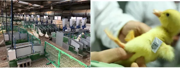 肉鸭种业的昨天、今天和明天