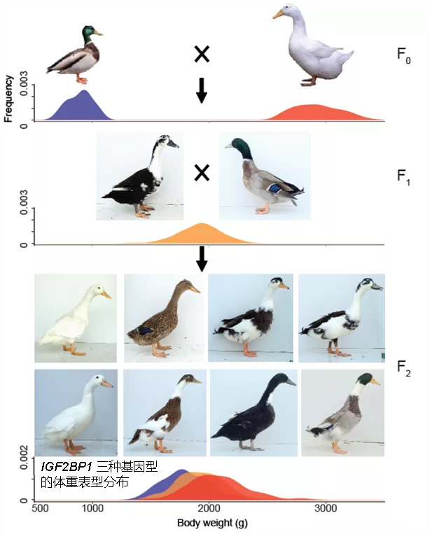 肉鸭种业的昨天、今天和明天