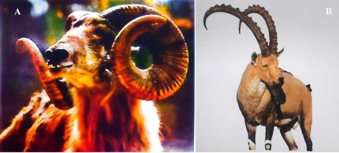 肉羊种业的昨天、今天和明天