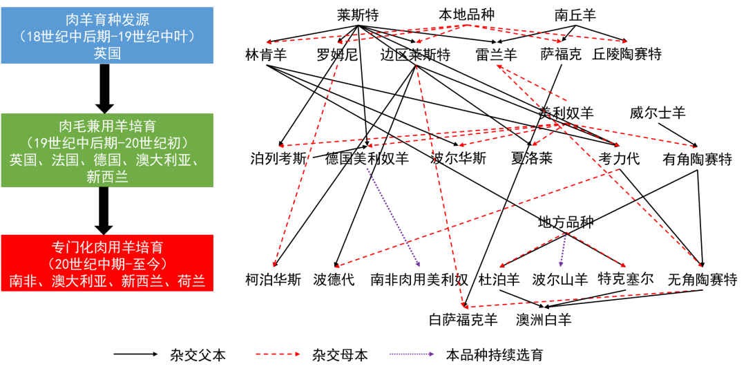 肉羊种业的昨天、今天和明天