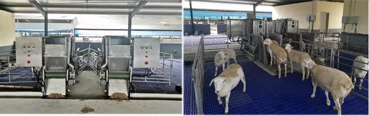 肉羊种业的昨天、今天和明天