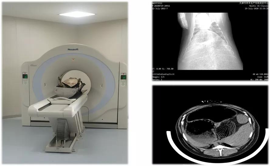 肉羊种业的昨天、今天和明天
