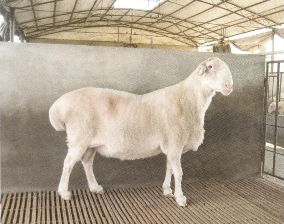 肉羊种业的昨天、今天和明天