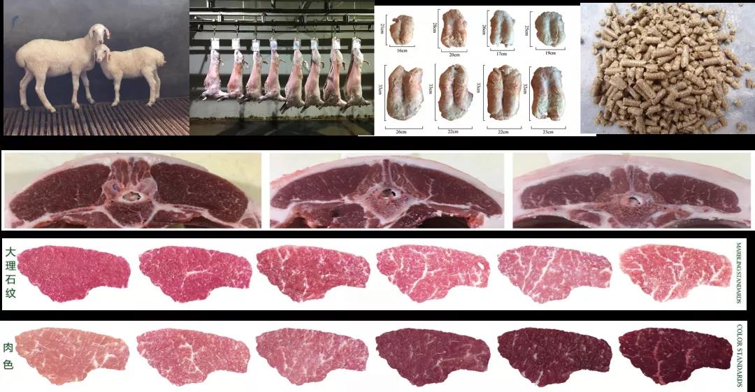 肉羊种业的昨天、今天和明天